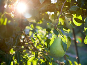 Fruit Picking in Australia